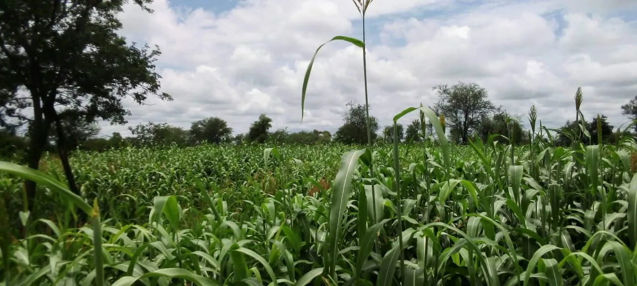 Reforestation: Protecting Our Planet for Future Generations